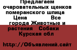 Предлагаем очаровательных щенков померанского шпица › Цена ­ 15 000 - Все города Животные и растения » Собаки   . Курская обл.